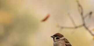 Best 4K Action Cameras in 2025: Which One Shoots the Sharpest Video? Best 4K Action Cameras in 2025: Which One Shoots the Sharpest Video?