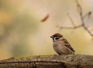 Best 4K Action Cameras in 2025: Which One Shoots the Sharpest Video? Best 4K Action Cameras in 2025: Which One Shoots the Sharpest Video?