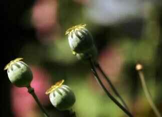 Best Chia Seed Pudding Recipe: A Creamy and Healthy Treat Best Chia Seed Pudding Recipe: A Creamy and Healthy Treat