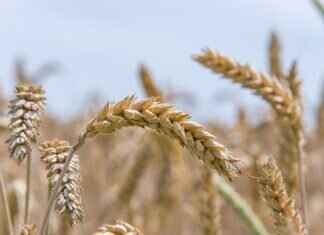 Best Chia Seeds: How to Choose the Highest-Quality Option Best Chia Seeds: How to Choose the Highest-Quality Option