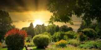 Best Dog Beds: Top Choices for Your Furry Friends Best Dog Beds: Top Choices for Your Furry Friends