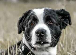 Köpekler için En İyi Mama – Daha Güçlü Çeneler İçin Ne Yemek Gerekir? Köpekler için En İyi Mama – Daha Güçlü Çeneler İçin Ne Yemek Gerekir?