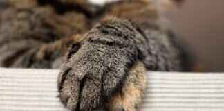 Best Paw Patrol Costumes for Halloween & Dress-Up Play Best Paw Patrol Costumes for Halloween & Dress-Up Play