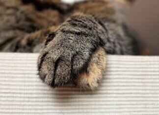 Best Paw Patrol Costumes for Halloween & Dress-Up Play Best Paw Patrol Costumes for Halloween & Dress-Up Play