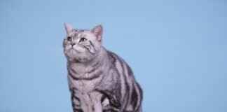 Best Pet Carrier with Wheels for Travel & Comfort Best Pet Carrier with Wheels for Travel & Comfort