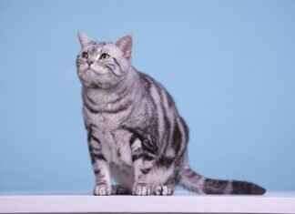 Best Pet Carrier with Wheels for Travel & Comfort Best Pet Carrier with Wheels for Travel & Comfort