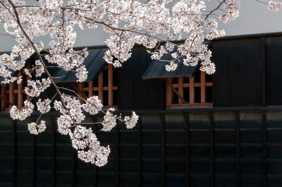 Top Locations for Hanami in Tokyo