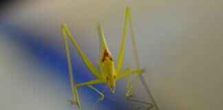 Best Windshield Wipers Reddit Users Swear By Best Windshield Wipers Reddit Users Swear By