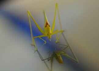 Best Windshield Wipers Reddit Users Swear By Best Windshield Wipers Reddit Users Swear By