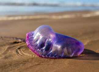 Bikini Emma Stone: Stunning Beach Photos and Her Love for the Sun Bikini Emma Stone: Stunning Beach Photos and Her Love for the Sun