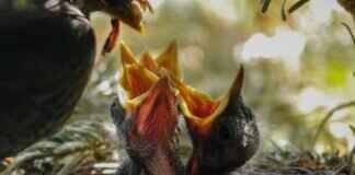 Bird’s Nest Soup: A Delicacy with Unusual Origins Bird’s Nest Soup: A Delicacy with Unusual Origins