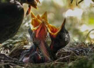 Bird’s Nest Soup: A Delicacy with Unusual Origins Bird’s Nest Soup: A Delicacy with Unusual Origins