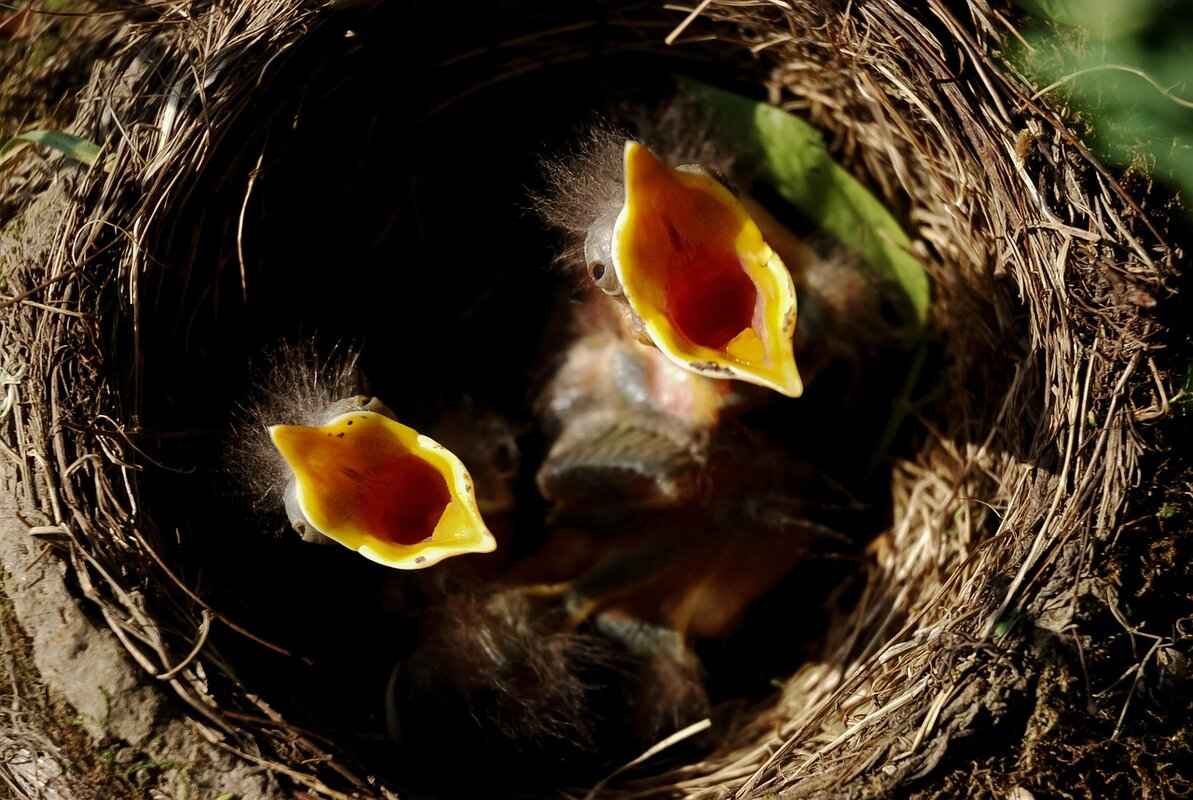 Bird’s Nest Soup: A Delicacy with Unusual Origins 1 What is Bird’s Nest Soup?