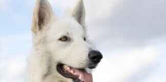 Köpekler için En İyi Çiğneme Oyuncakları: Bite Force Köpek Oyuncakları Köpekler için En İyi Çiğneme Oyuncakları: Bite Force Köpek Oyuncakları