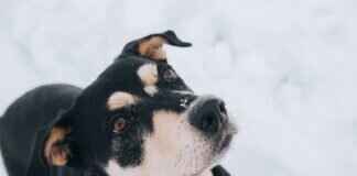 Bite Force Dog Toys – The Best Durable Chew Toys for Strong Biters Bite Force Dog Toys – The Best Durable Chew Toys for Strong Biters