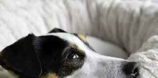 Bite Pressure of a Dog – How It Compares to Other Species Bite Pressure of a Dog – How It Compares to Other Species