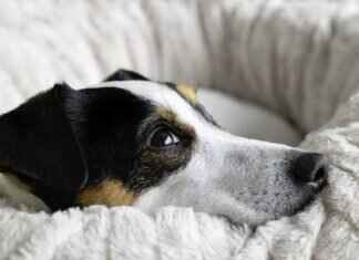 Bite Pressure of a Dog – How It Compares to Other Species Bite Pressure of a Dog – How It Compares to Other Species