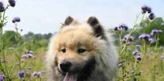 Köpeklerin Isırma Basıncı – Diğer Türlerle Karşılaştırması Köpeklerin Isırma Basıncı – Diğer Türlerle Karşılaştırması