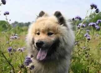 Köpeklerin Isırma Basıncı – Diğer Türlerle Karşılaştırması Köpeklerin Isırma Basıncı – Diğer Türlerle Karşılaştırması