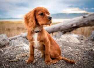 Bite Strength of Dogs – How It Compares to Other Animals Bite Strength of Dogs – How It Compares to Other Animals