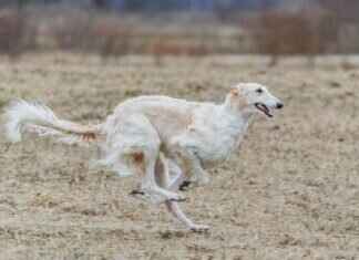 Köpeklerin Isırma Gücü – Diğer Hayvanlarla Karşılaştırması Köpeklerin Isırma Gücü – Diğer Hayvanlarla Karşılaştırması
