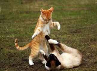 Blacephalon Pokémon: Best Moveset, Strengths, and Competitive Play Tips Blacephalon Pokémon: Best Moveset, Strengths, and Competitive Play Tips