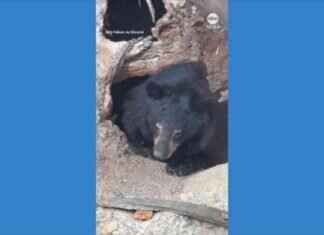 Black Bear Emerges from Hibernation in Yellowstone Video black-bear-emerges-from-hibernation-in-yellowstone-video