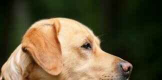 Kara Sinek Isırıkları Köpeklerde – Belirtiler ve Tedavi Kara Sinek Isırıkları Köpeklerde – Belirtiler ve Tedavi