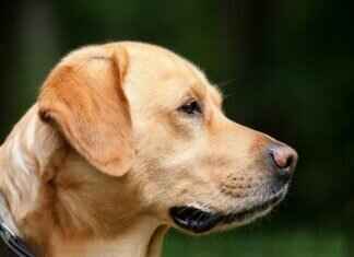 Kara Sinek Isırıkları Köpeklerde – Belirtiler ve Tedavi Kara Sinek Isırıkları Köpeklerde – Belirtiler ve Tedavi