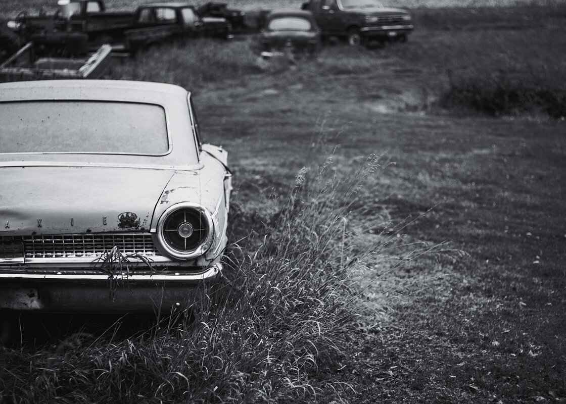 Black Fly Bites on Dogs – Symptoms and Treatment 1 Understanding Black Flies and Their Habitat