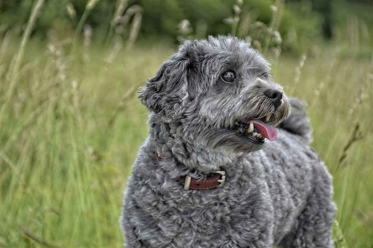 Black Fly Bites on Dogs – Symptoms and Treatment 5 When to Seek Veterinary Care