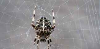 Kara Dul Isırığı Köpekler İçin Ne Kadar Tehlikeli? Kara Dul Isırığı Köpekler İçin Ne Kadar Tehlikeli?