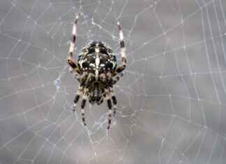 Kara Dul Isırığı Köpekler İçin Ne Kadar Tehlikeli? Kara Dul Isırığı Köpekler İçin Ne Kadar Tehlikeli?