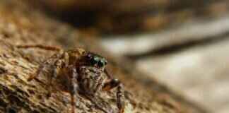 Black Widow Spider Bites on Dogs – What to Watch For Black Widow Spider Bites on Dogs – What to Watch For