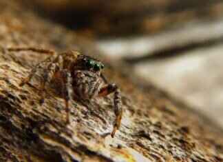 Black Widow Spider Bites on Dogs – What to Watch For Black Widow Spider Bites on Dogs – What to Watch For