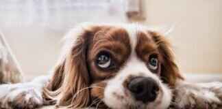 Kara Dul Kelebeği Isırıkları ve Köpekler – Dikkat Edilmesi Gerekenler Kara Dul Kelebeği Isırıkları ve Köpekler – Dikkat Edilmesi Gerekenler