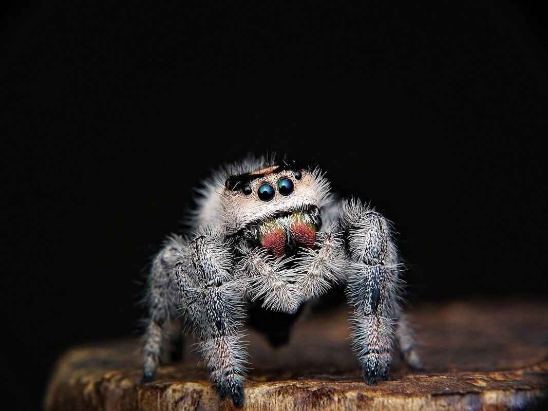 Kara Dul Kelebeği Isırıkları ve Köpekler – Dikkat Edilmesi Gerekenler 5 Sonuç