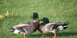 Blastoise Pokémon Competitive Guide: Best Abilities, Moves, and Battle Combos Blastoise Pokémon Competitive Guide: Best Abilities, Moves, and Battle Combos