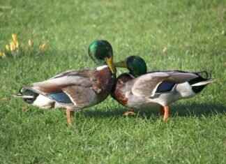 Blastoise Pokémon Competitive Guide: Best Abilities, Moves, and Battle Combos Blastoise Pokémon Competitive Guide: Best Abilities, Moves, and Battle Combos