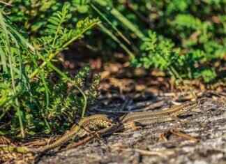 Blaziken Pokémon Attack Power, Special Abilities, and How to Build the Best Team Blaziken Pokémon Attack Power, Special Abilities, and How to Build the Best Team