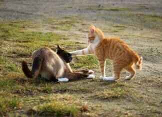 Bombirdier Pokémon: Best Moveset, Strengths, and Competitive Strategy Bombirdier Pokémon: Best Moveset, Strengths, and Competitive Strategy