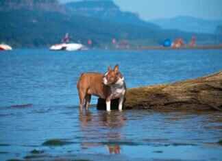 Boston Bruins vs. Florida Panthers: Player Stats Breakdown Boston Bruins vs. Florida Panthers: Player Stats Breakdown