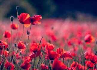 Boston Red Sox vs. Toronto Blue Jays: Game Recap and Player Stats Boston Red Sox vs. Toronto Blue Jays: Game Recap and Player Stats