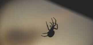 Kahverengi Kayıp Örümcek Isırığı Köpeklerde – Belirtiler ve Tedavi Kahverengi Kayıp Örümcek Isırığı Köpeklerde - Belirtiler ve Tedavi