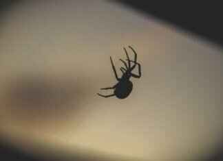 Kahverengi Kayıp Örümcek Isırığı Köpeklerde – Belirtiler ve Tedavi Kahverengi Kayıp Örümcek Isırığı Köpeklerde - Belirtiler ve Tedavi