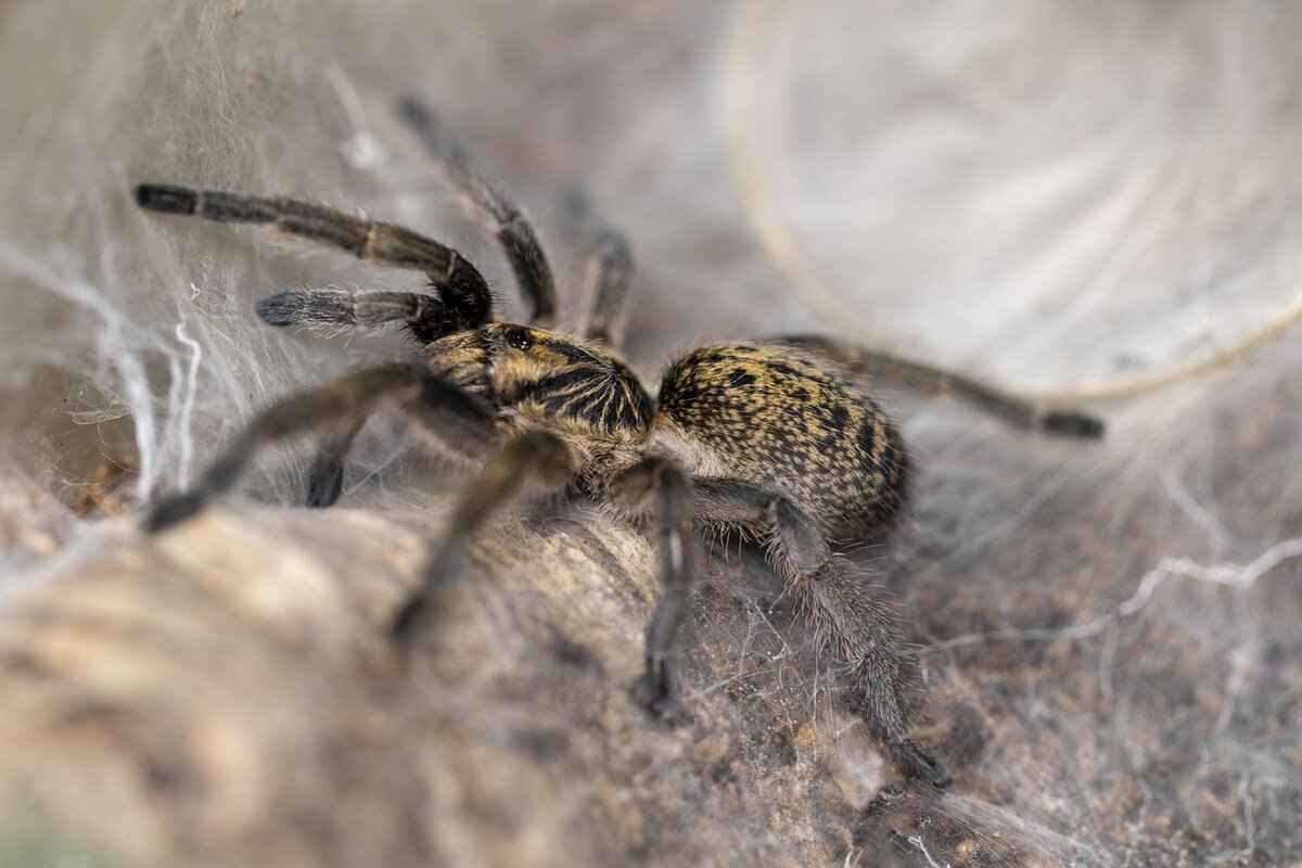 [Köpeklerde Kahverengi Kayıp Örümcek Isırığı Belirtileri]