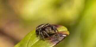 Brown Recluse Spider Bite on Dogs – Symptoms and Treatment Brown Recluse Spider Bite on Dogs – Symptoms and Treatment