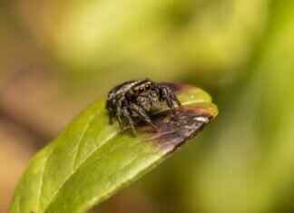 Brown Recluse Spider Bite on Dogs – Symptoms and Treatment Brown Recluse Spider Bite on Dogs – Symptoms and Treatment