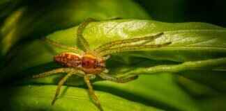 Kahverengi Sırtlan Örümceği Isırığı Köpeklerde – Belirtiler ve Tedavi Kahverengi Sırtlan Örümceği Isırığı Köpeklerde – Belirtiler ve Tedavi