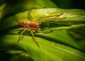 Kahverengi Sırtlan Örümceği Isırığı Köpeklerde – Belirtiler ve Tedavi Kahverengi Sırtlan Örümceği Isırığı Köpeklerde – Belirtiler ve Tedavi
